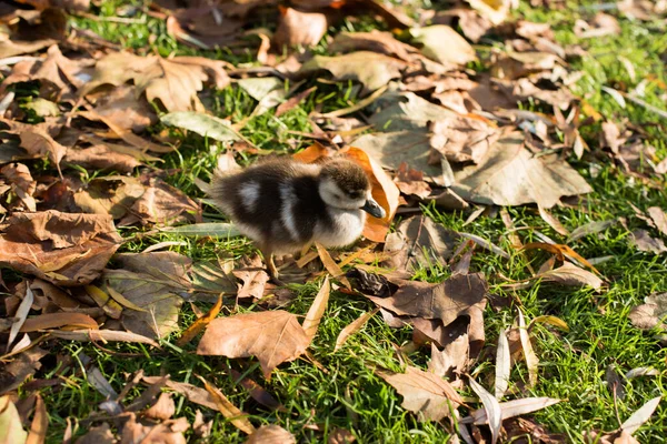 Ganzen Het Gras Het Park — Stockfoto