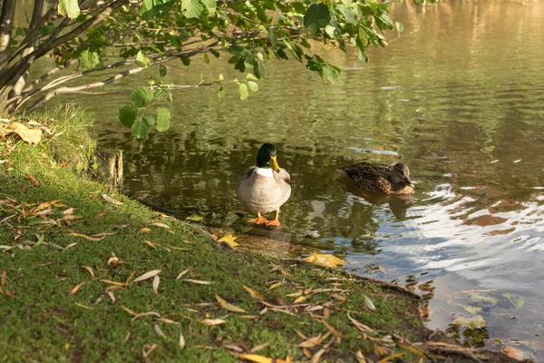 Canard Dans Étang Dans Parc Automne — Photo