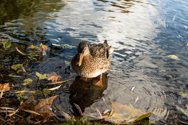 秋天公园池塘里的鸭子 — 图库照片