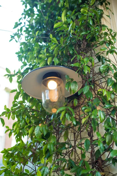 植物で壁に街灯があります — ストック写真