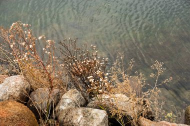 Göl kenarında taşlar ve kuru otlar. 