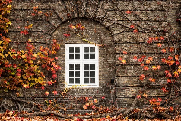 Alte Ziegelmauer Und Fenster Mit Efeu — Stockfoto