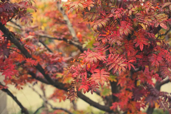 Rote Herbstblätter Und Beeren — Stockfoto