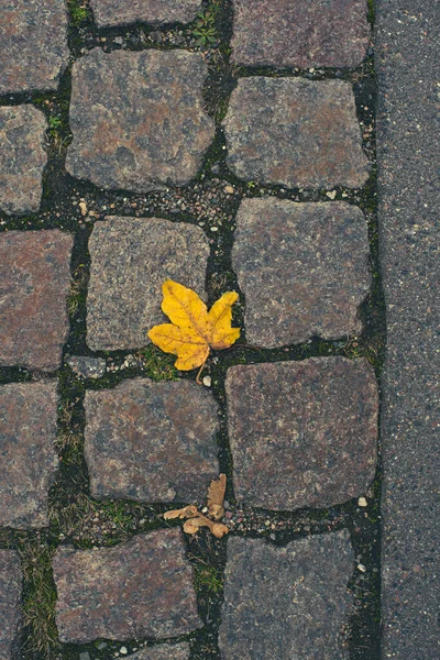 Podzimní Listí Chodníku — Stock fotografie
