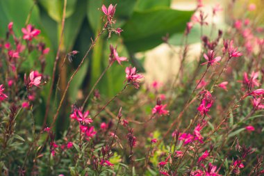 Bahçedeki pembe çiçekler