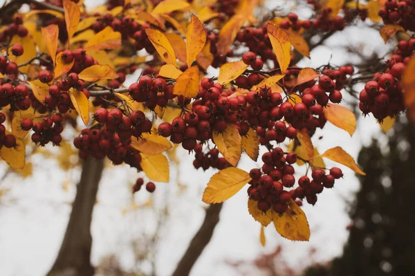 Red Berries Autumn Leaves Tree — Stock Photo, Image