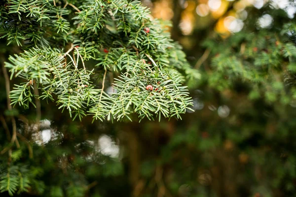 Kırmızı Meyveli Porsuk Ağacı Dalı — Stok fotoğraf