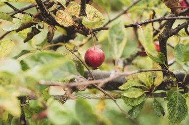 Ağaçta ekilmemiş elma