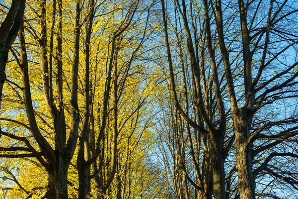 Herbstbäume Park — Stockfoto