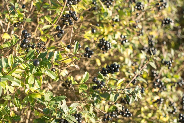 Green Bushes Black Berry — Stock Photo, Image