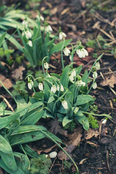Spring Snowdrops Grass — Stock Photo, Image