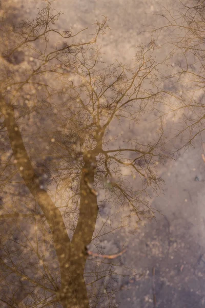 Reflection Pond Vondel Park — стокове фото