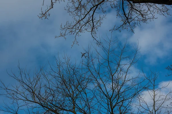 Weinig Vliegtuig Blauwe Hemel — Stockfoto