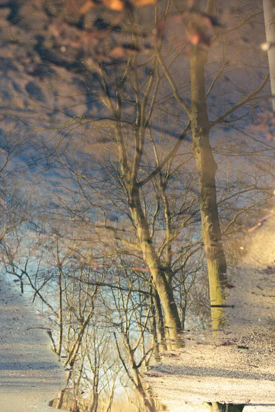 Refleksja Stawie Parku Vondel — Zdjęcie stockowe