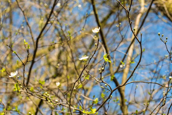 Lkbaharda Açan Ağaç — Stok fotoğraf
