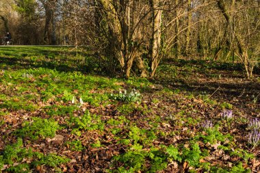 alan bahar çiçekleri 