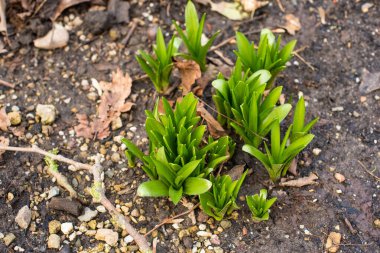 ilkbaharda taze yeşil çimen