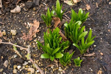 ilkbaharda taze yeşil çimen