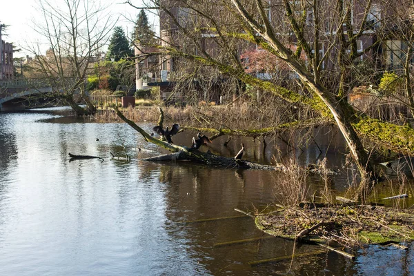 Reflection Pond Vondel Park — Stock Photo, Image