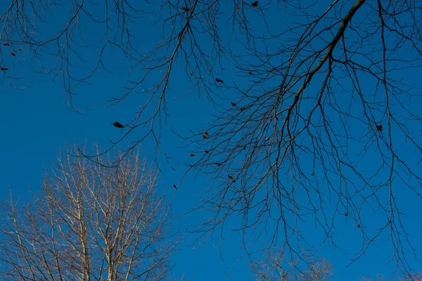 Pequeno Avião Céu Azul — Fotografia de Stock