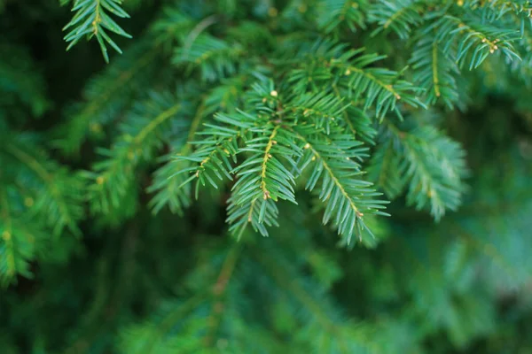 Zöld Fenyőfa — Stock Fotó