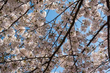 Amsterdam 'daki parkta çiçek açan sakura