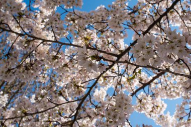 Amsterdam 'daki parkta çiçek açan sakura