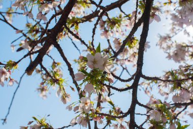 Amsterdam 'daki parkta çiçek açan sakura