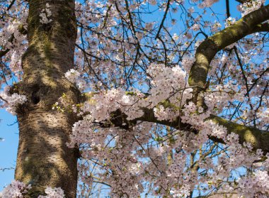 Amsterdam 'daki parkta çiçek açan sakura