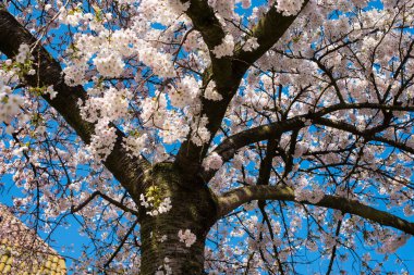 Amsterdam 'daki parkta çiçek açan sakura
