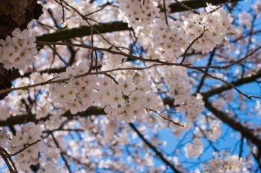 Amsterdam 'daki parkta çiçek açan sakura