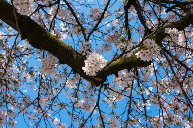 Amsterdam 'daki parkta çiçek açan sakura