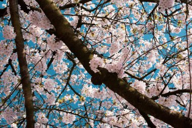 Amsterdam 'daki parkta çiçek açan sakura
