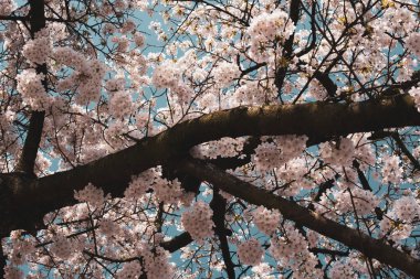 Amsterdam 'daki parkta çiçek açan sakura