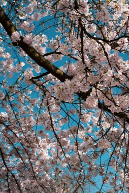Amsterdam 'daki parkta çiçek açan sakura
