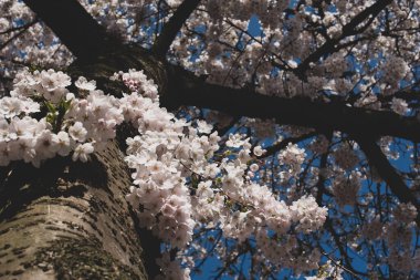 Amsterdam 'daki parkta çiçek açan sakura