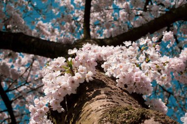 Amsterdam 'daki parkta çiçek açan sakura