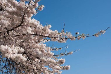 Amsterdam 'daki parkta çiçek açan sakura