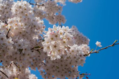 pink sakura tree blossom in Amsterdam