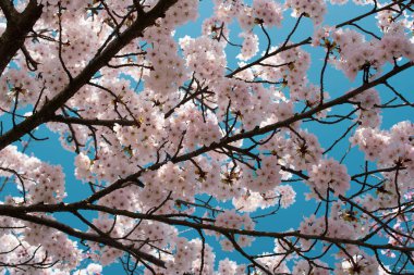 Amsterdam 'da pembe sakura ağacı çiçek açtı.