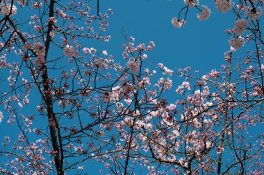 Amsterdam 'daki parkta çiçek açan sakura