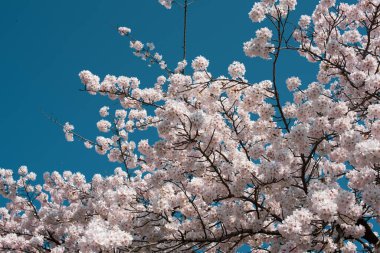Amsterdam 'daki parkta çiçek açan sakura