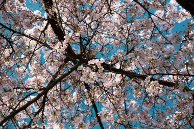 Amsterdam 'daki parkta çiçek açan sakura