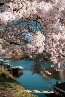 Amsterdam 'daki parkta çiçek açan sakura