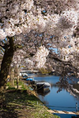 Amsterdam 'daki parkta çiçek açan sakura