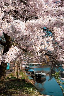 Amsterdam 'daki parkta çiçek açan sakura