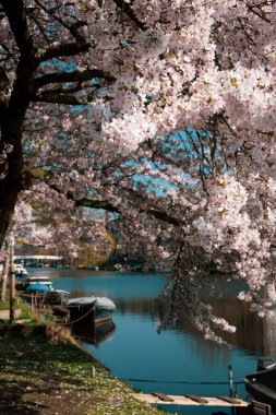 Amsterdam 'daki parkta çiçek açan sakura