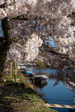 Amsterdam 'daki parkta çiçek açan sakura