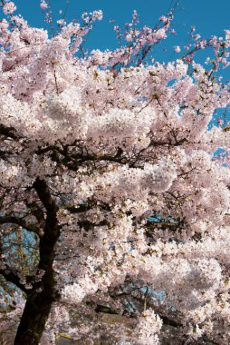 Amsterdam 'daki parkta çiçek açan sakura