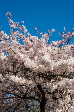 Amsterdam 'daki parkta çiçek açan sakura